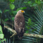 Ryukyu Serpent Eagle (image by Dave Farrow)