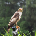 Ryukyu Serpent Eagle (image by Dave Farrow)