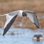 Sabine's Gull (image by Pete Morris)