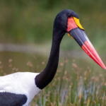 Saddle-billed Stork (image by Nik Borrow)
