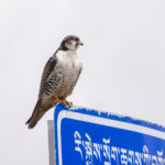 Saker Falcon (image by Mark Beaman)