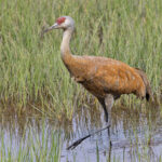 Sandhill Crane (image by Pete Morris)
