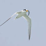 Saunder's Tern (image by Janos Olah)