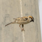Saxaul Sparrow (image by Mark Beaman)