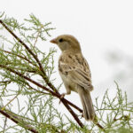Saxaul Sparrow female (image by Mark Beaman)