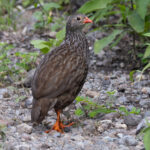 Scaly Spurfowl (image by Nik Borrow)
