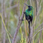 Scarlet-tufted Sunbird (image by Pete Morris)