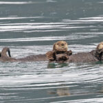 Sea Otters (image by Pete Morris)