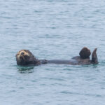Sea Otter (image by Dave Farrow)