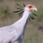 Secretarybird (image by Nik Borrow)