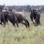 Serengeti White-bearded Wildebeest (image by Nik Borrow)