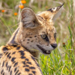 Serval (image by Nik Borrow)