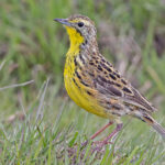 Sharpe's Longclaw (image by Pete Morris)