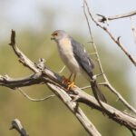 Shikra (image by Janos Olah)