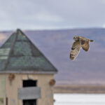 Short-eared Owl (image by Pete Morris)