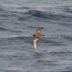 Short-tailed Shearwater (image by Dave Farrow)