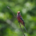 male Siberian Long-tailed Rosefinch (image by Dave Farrow)