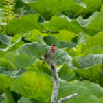 Siberian Rubythroat (image by Dave Farrow)