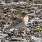 Sillem's Rosefinch (image by Mark Beaman)