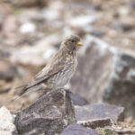 Sillem's Rosefinch female (image by Mark Beaman)