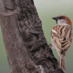 Sind Sparrow (image by Hannu Jannes)