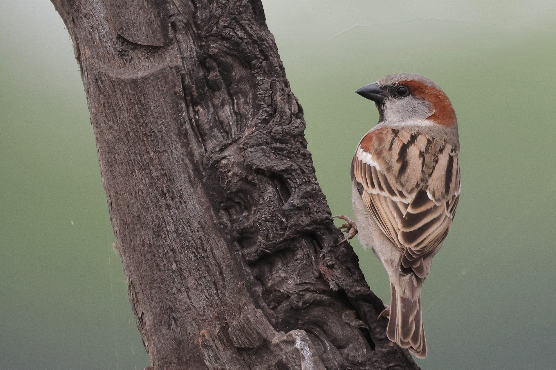 Sind Sparrow (image by Hannu Jannes)