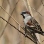 Sind Sparrow (image by Hannu Jannes)