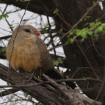 Sirkeer Malkoha (image by Hannu Jannes)