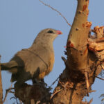Sirkeer Malkoha (image by Hannu Jannes)