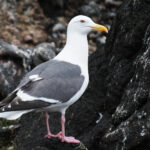 Slaty-backed Gull (image by Dave Farrow)