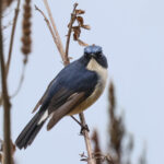 Slaty-blue Flycatcher (image by Hannu Jännes)