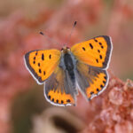 Small Copper subspecies shima (image by Janos Olah)