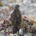 Snow Partridge (image by Hannu Jännes)