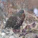 Snow Partridge (image by Hannu Jännes)
