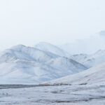 Tibetan Gazelles in the snowy Kunlun (image by Inger Vandyke)