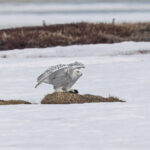Snowy Owl (image by Pete Morris)