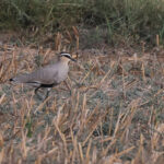Sociable Lapwing (image by Hannu Jannes)