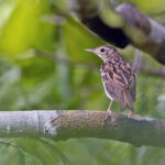 Sokoke Pipit (image by Pete Morris)