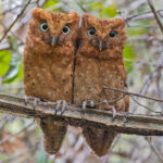 Sokoke Scops Owls (image by Pete Morris)