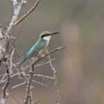 Somali Bee-eater (image by Pete Morris)