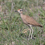 Somali Courser (image by Pete Morris)