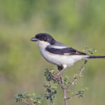 Somali Fiscal (image by Pete Morris)