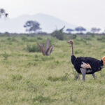 Somali Ostrich (image by Pete Morris)