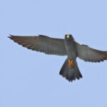 Sooty Falcon (image by Janos Olah)