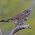 Sooty Fox Sparrow (image by Pete Morris)