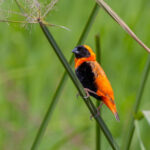 Southern Red Bishop (image by Nik Borrow)