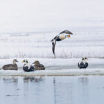 Spectacled Eiders and two King Eiders (image by Pete Morris)