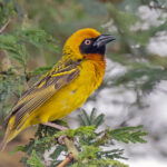 Speke's Weaver (image by Pete Morris)