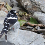 Spotted Forktail (image by Hannu Jannes)