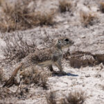 Spotted Ground Squirrel (image by Charles Davies)